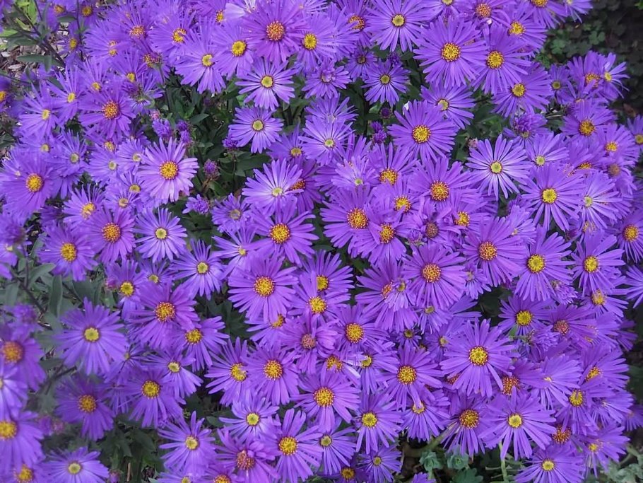 Астра многолетняя новобельгийская