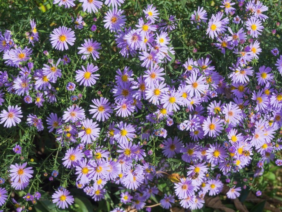 Астра Альпийская / Aster Alpinus "dunkle schone"