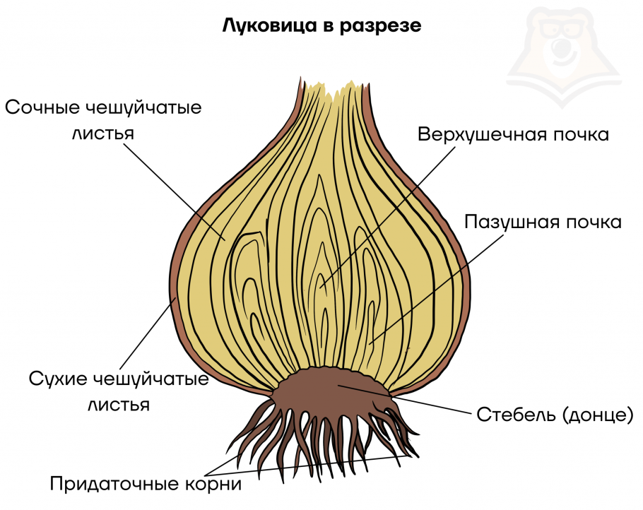 Однодольные растения луковые