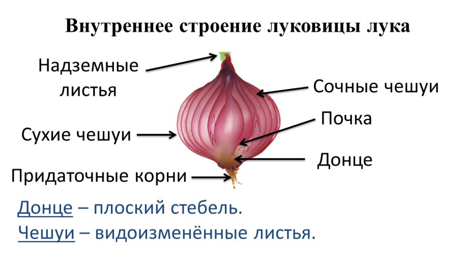 Лук репчатый части растения