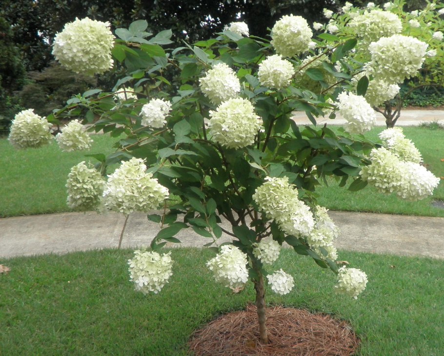 Калина обыкновенная Eskimo