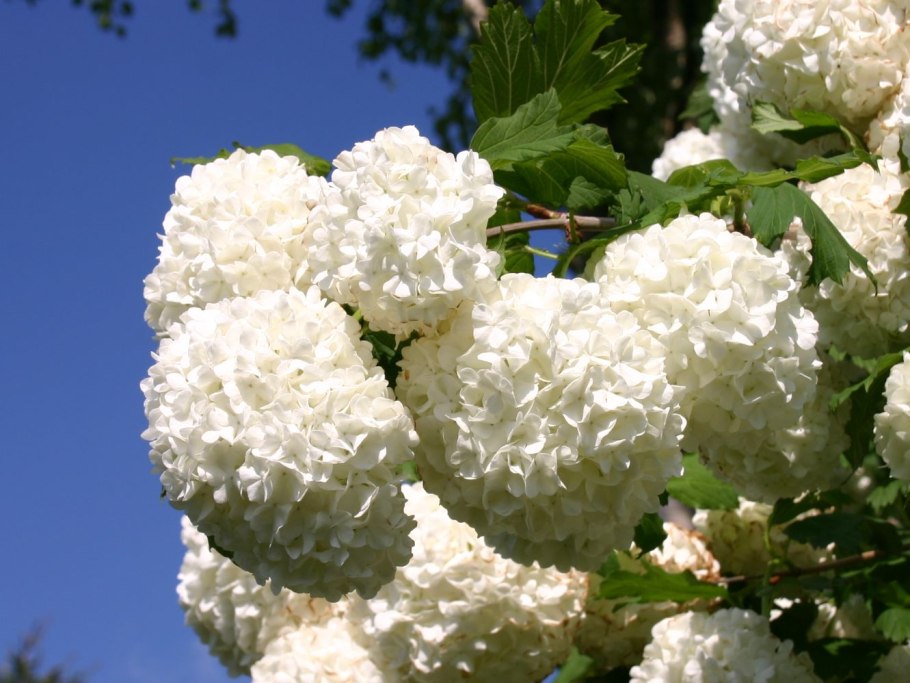 Калина обыкновенная pohjan neito