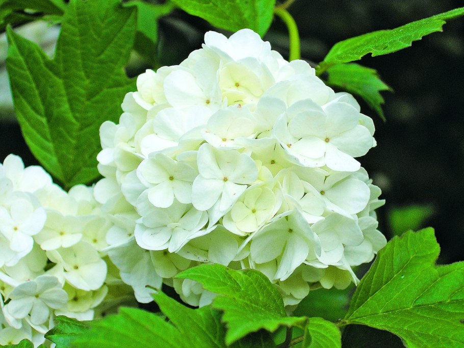 Калина бульденеж Розеум