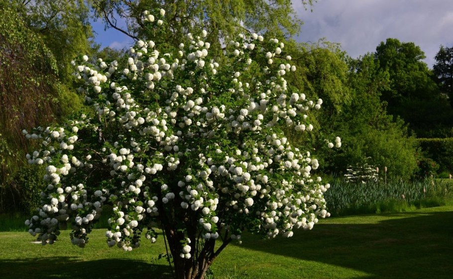 Жасмин штамбовый