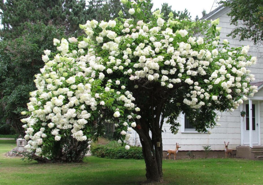 Калина бульденеж