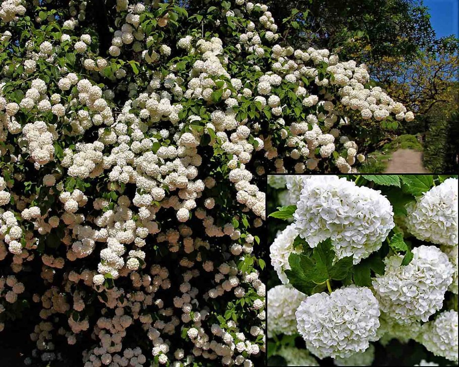 Смородина на штамбе