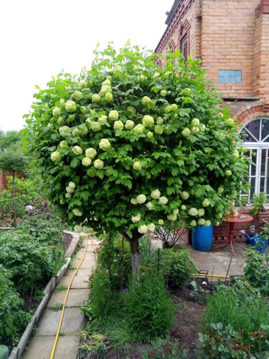 Кустарник Калина бульденеж