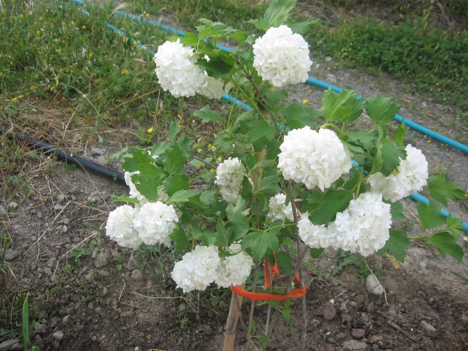 Штамбовая гортензия грандифлора