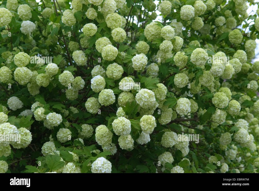 Калина бульденеж