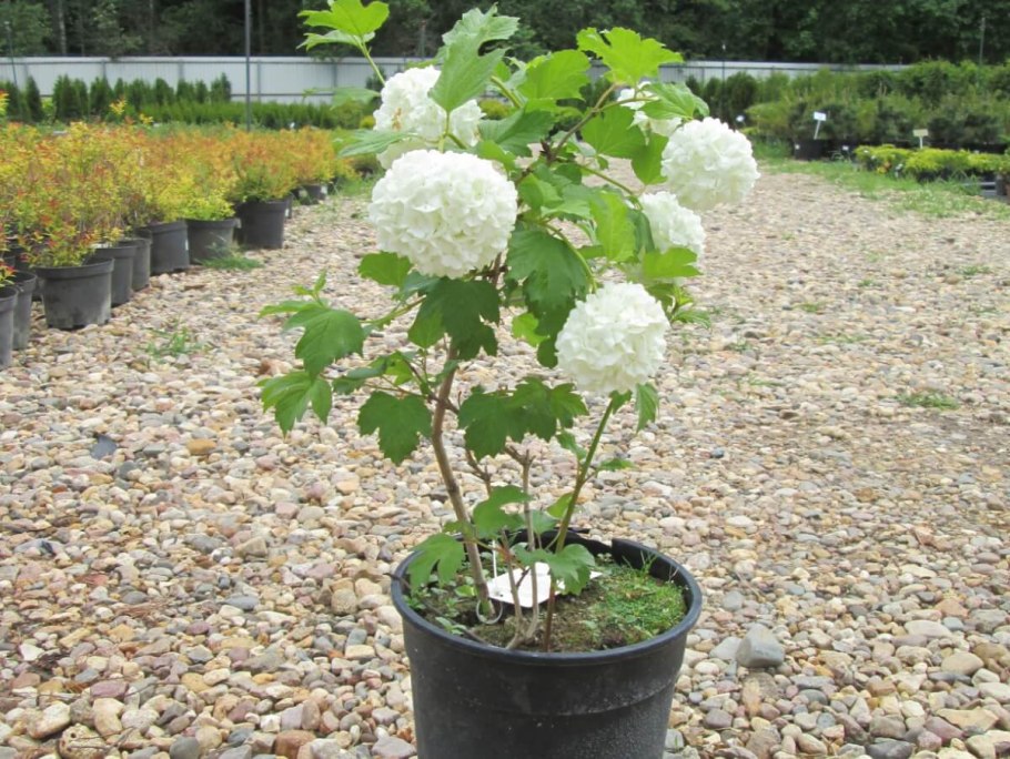 Куст бульденеж