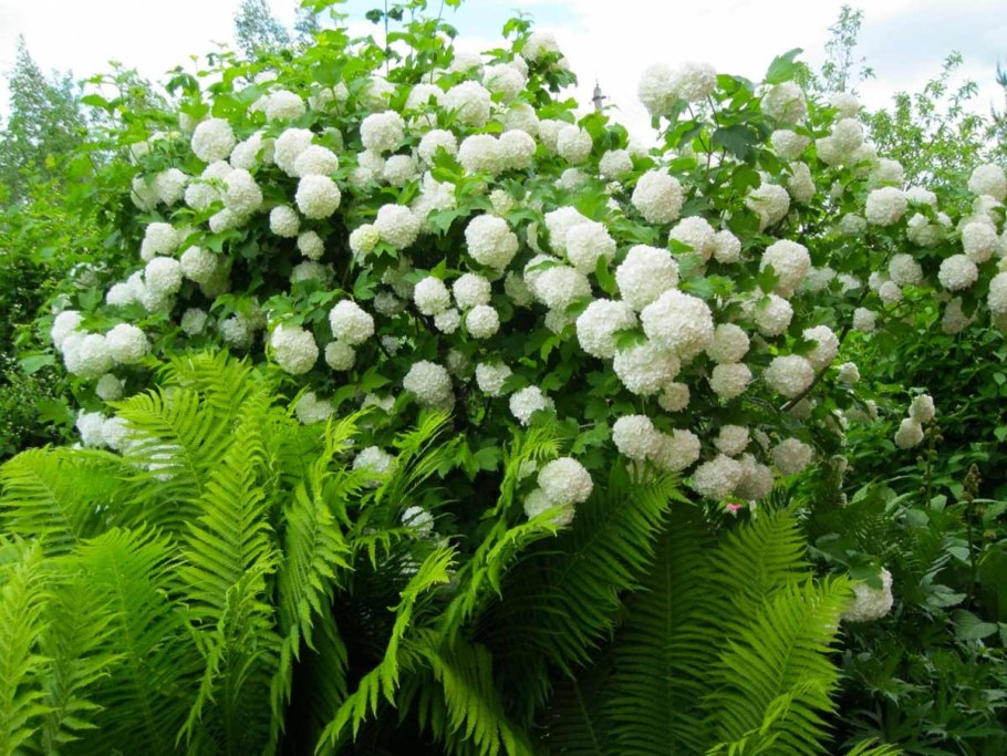 Молодая Калина бульденеж