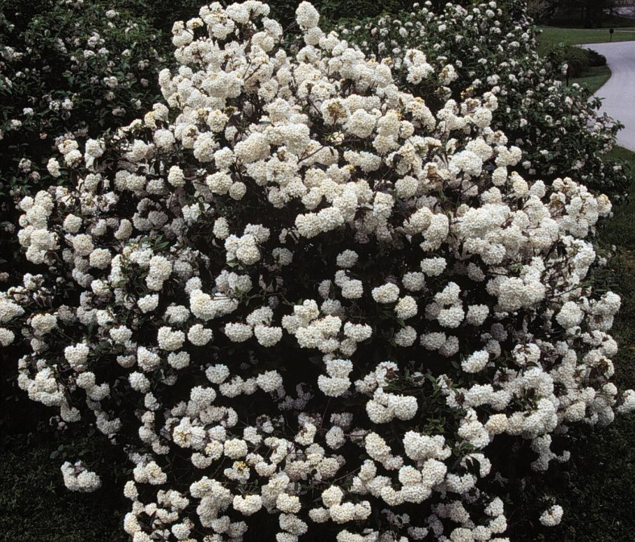 Калина бульденеж