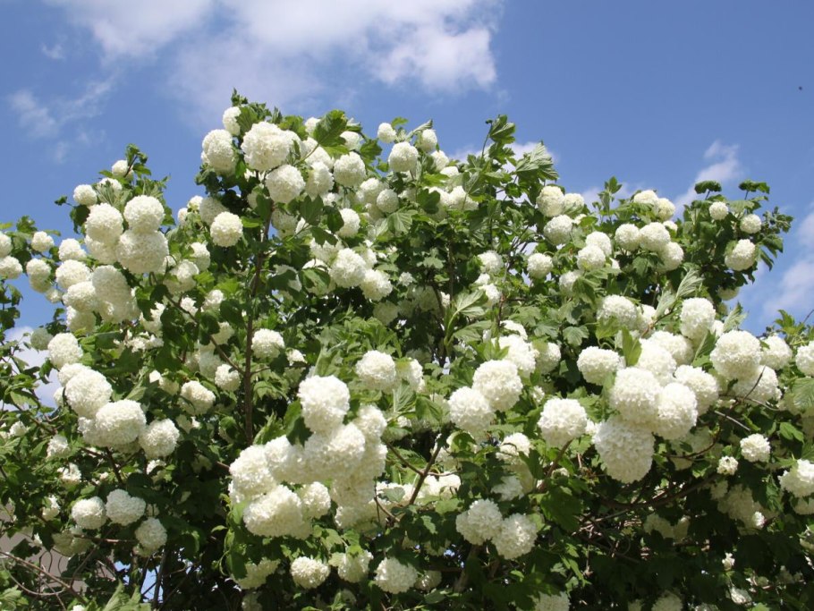 Гортензия бульденеж