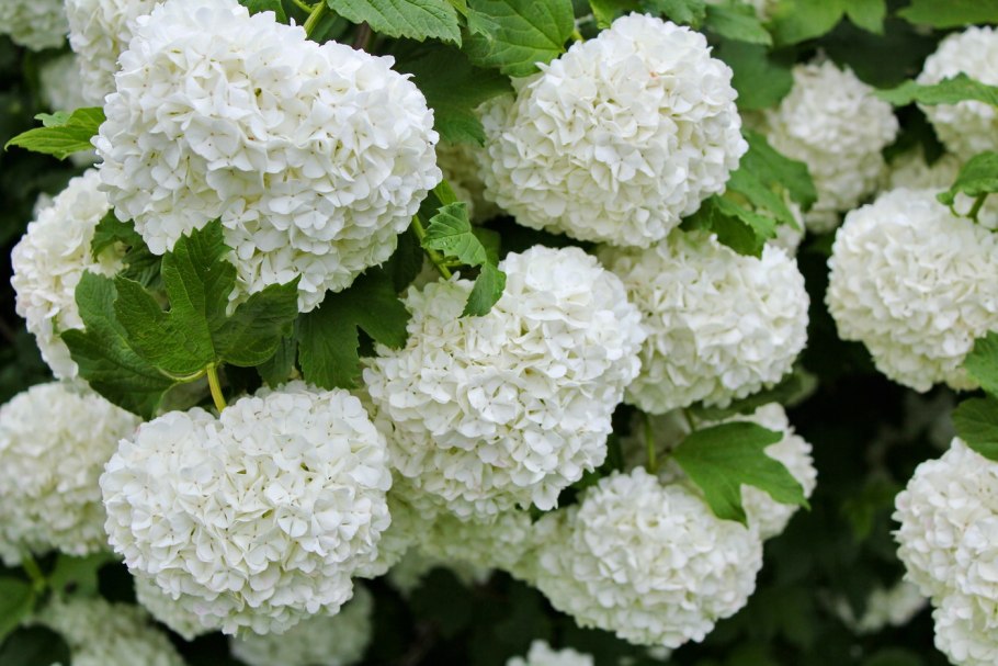 Калина бульденеж