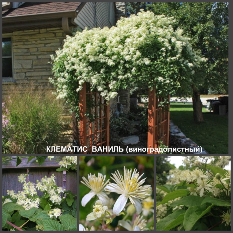 Калина бульденеж Розеум