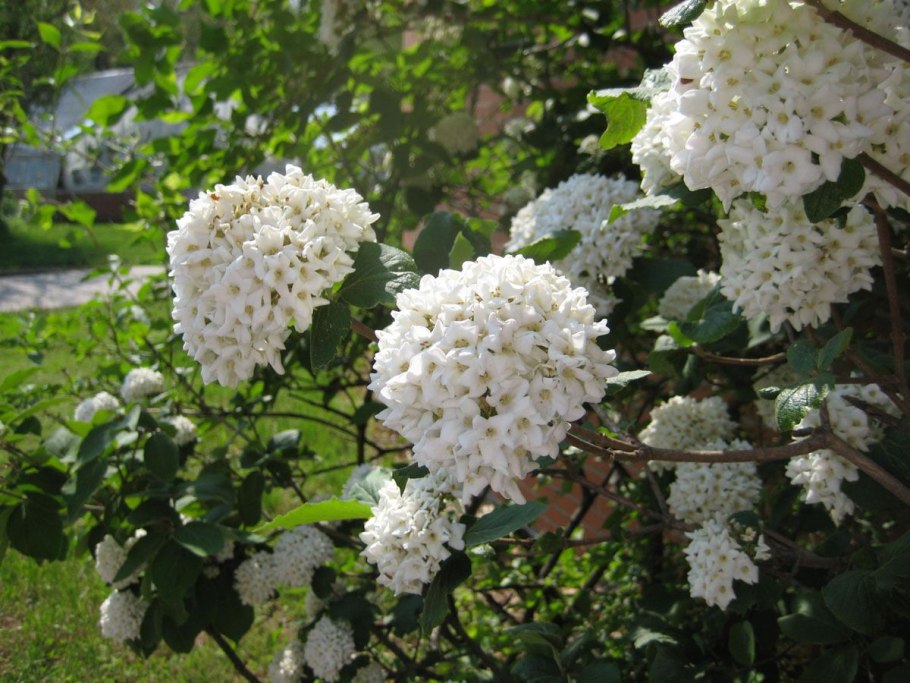 Калина сорт бульденеж