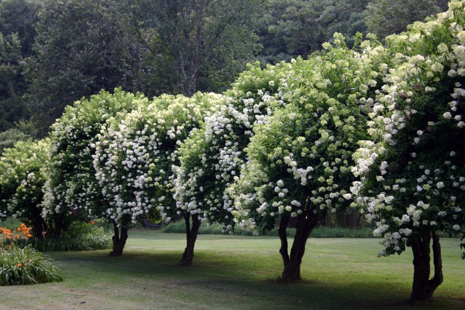 Калина обыкновенная бульденеж