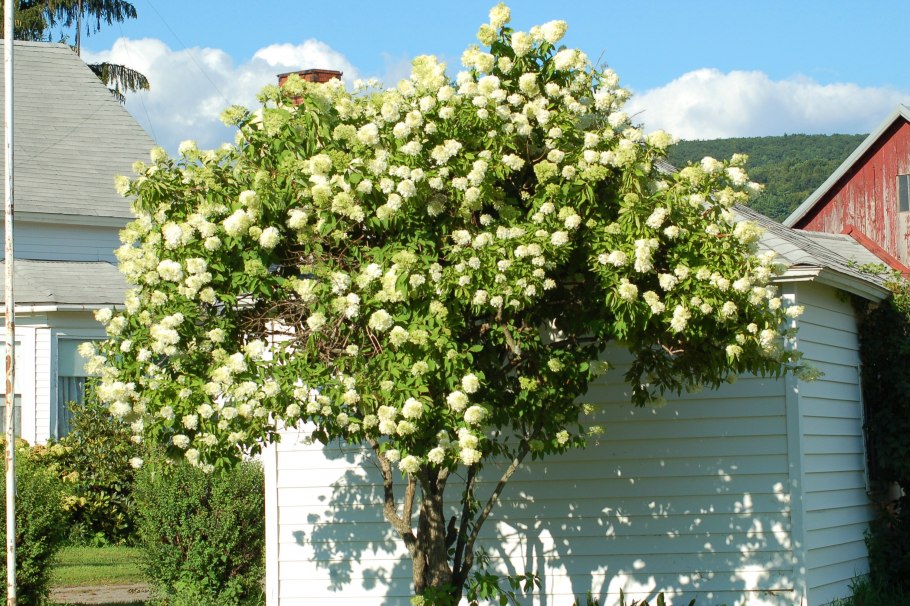 Калина Берквуда Viburnum burkwoodii