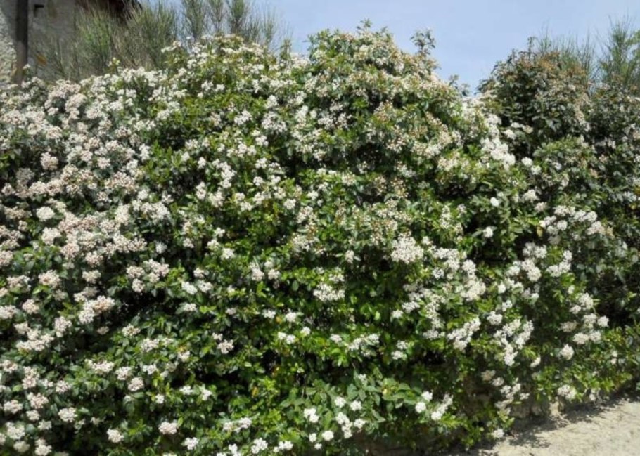 Пихта корейская Когоутс Айсбрекер