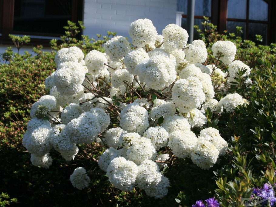 Viburnum 'Eskimo'
