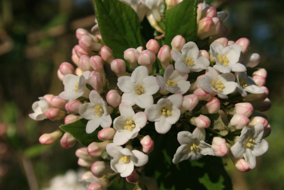 Калина гордовина Viburnum Lantana