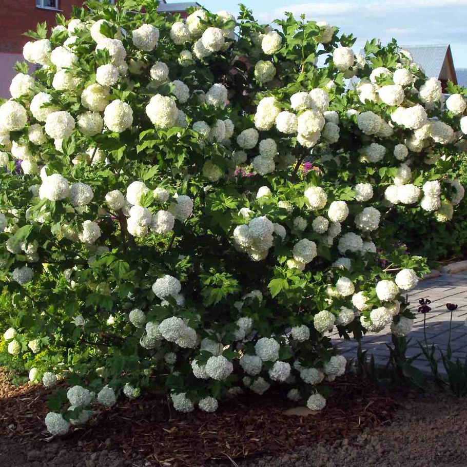 Калина складчатая