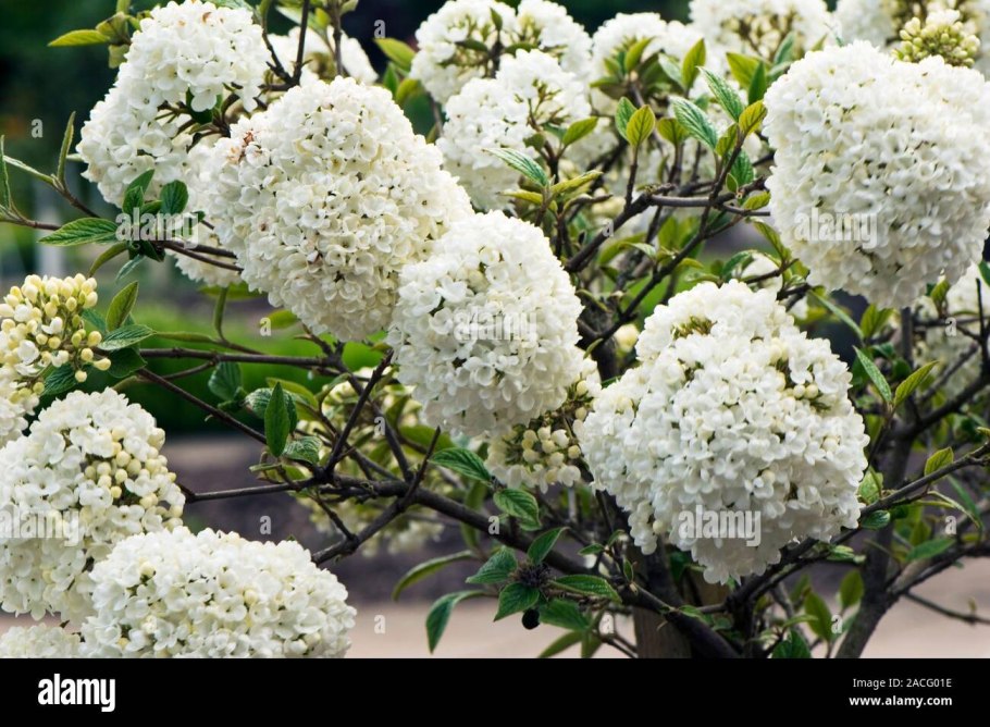 Кустарник Калина бульденеж