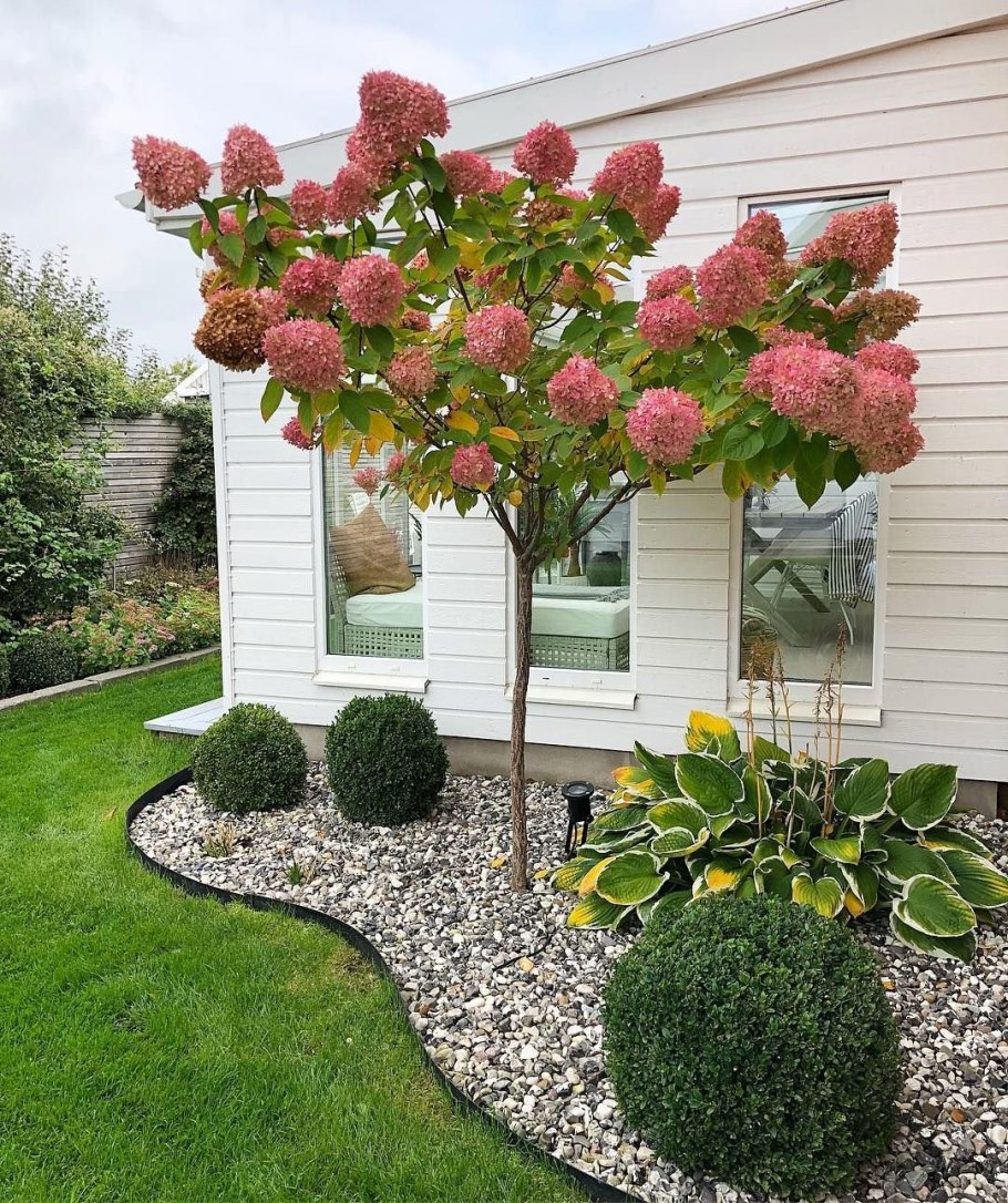 Гортензия метельчатая Полярный медведь