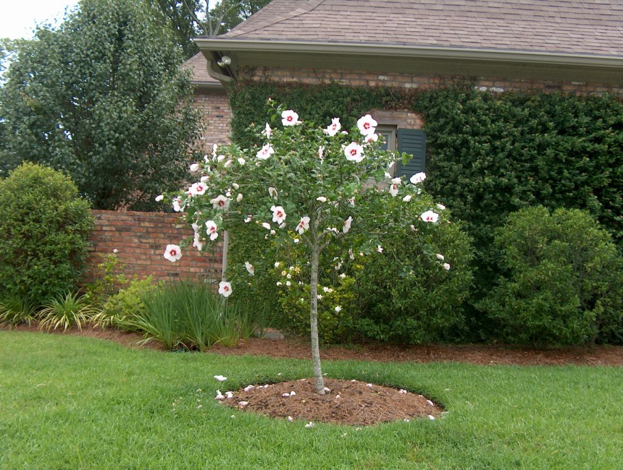 Калина бульденеж