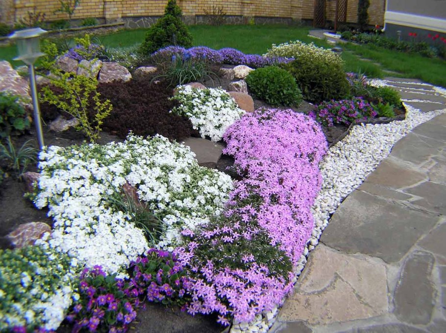 Центрантерум ананасовый многолетник