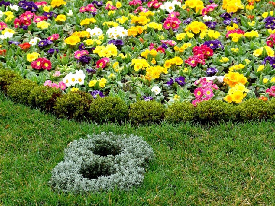 Моноклумба петуния