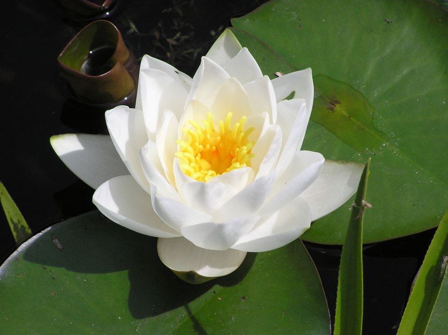 Кувшинка чисто-белая (Nymphaea Candida)