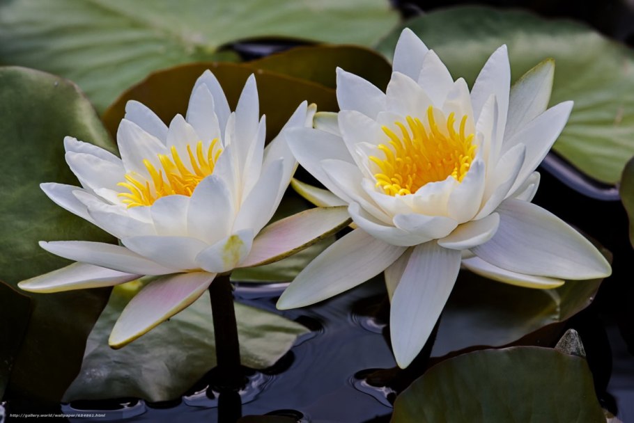 Кувшинка снежно-белая