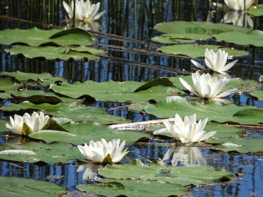 Кувшинка белая (Nymphaea Alba)