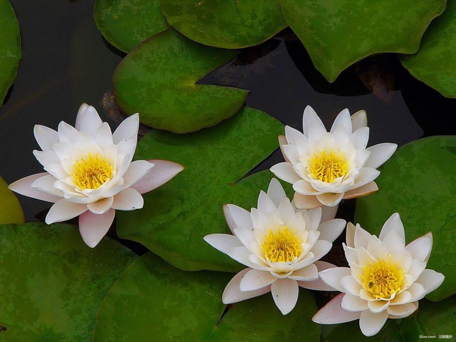 Кувшинка чисто белая