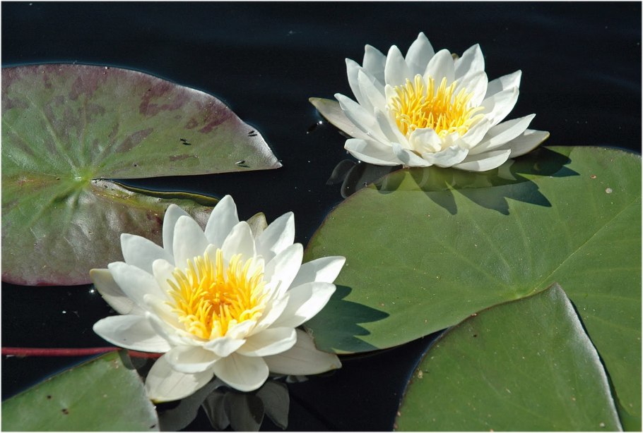 Кувшинки Ленинградская область