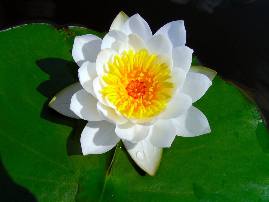 Кувшинка белая красная книга