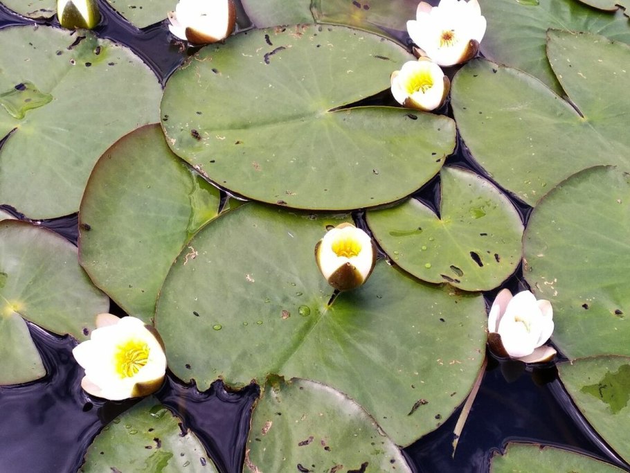 Кувшинка белоснежная