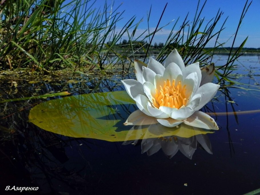 Нимфея Альба