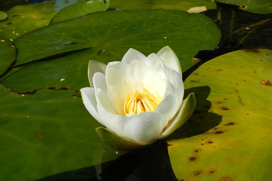 Кубышка рогоз стрелолист