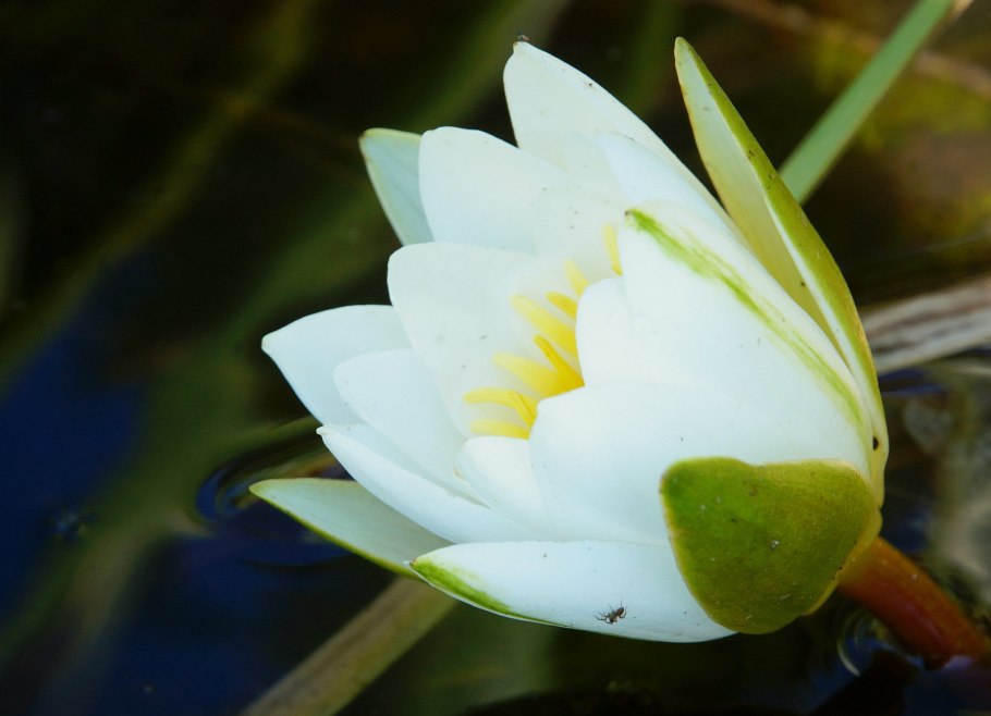 Кувшинка белая