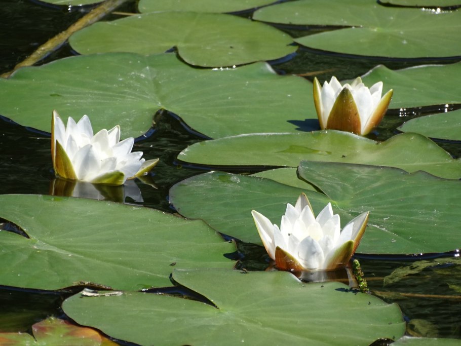 Розовый Лотос Египетский