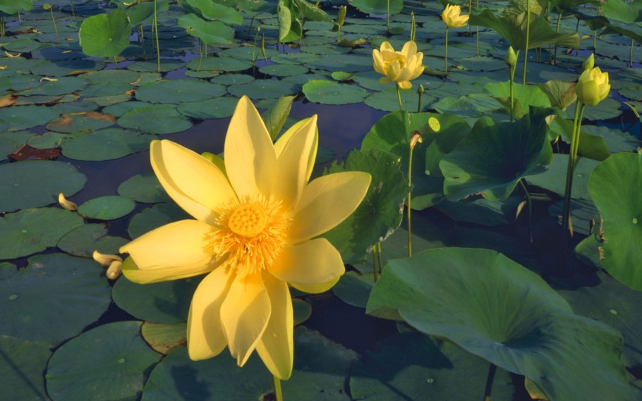 Лотос орехоносный желтый