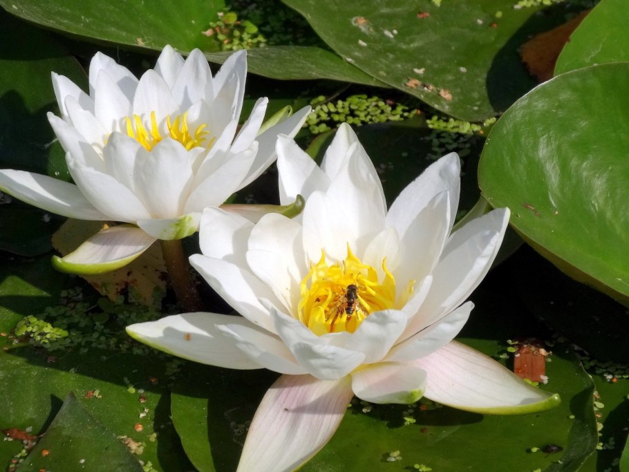 Кувшинка четырехугольная - Nymphaea Tetragona Georgi