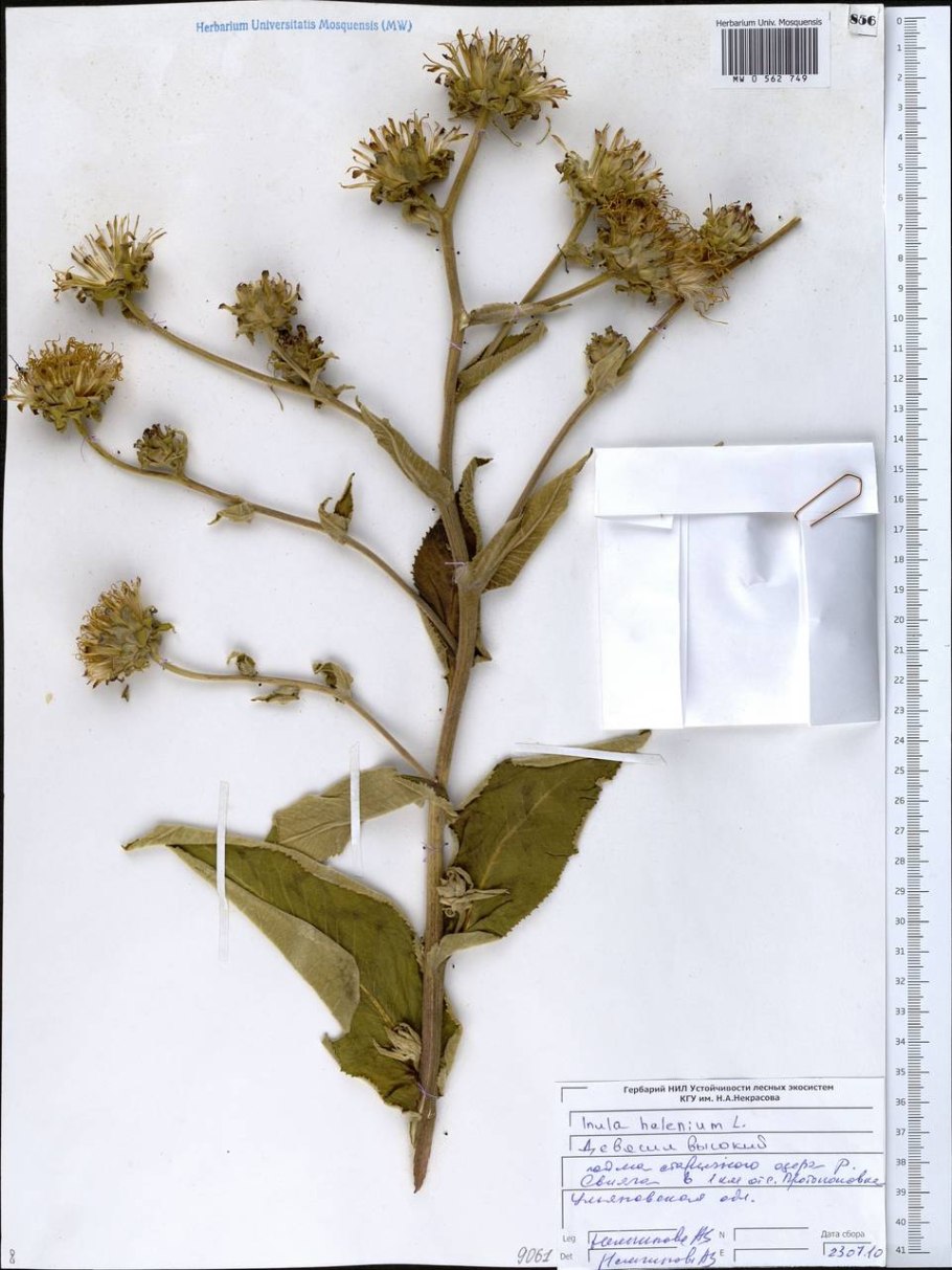 Девясил британский Inula Britannica