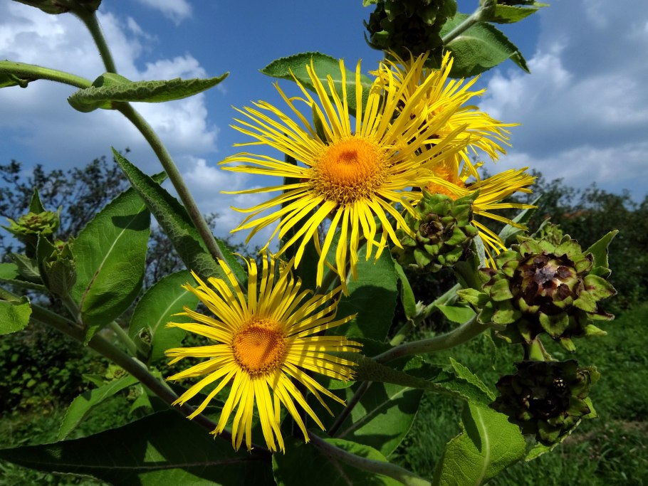Девясил высокий (Inula Helenium)