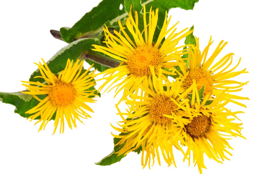 Девясил высокий, лат. Inula Helenium