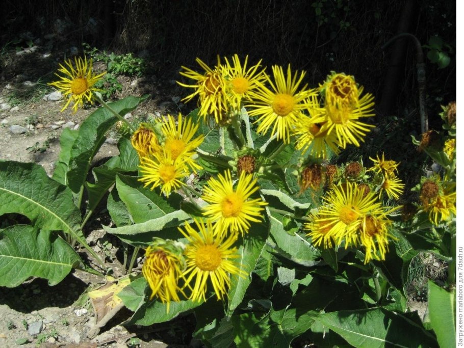 Девясил высокий (Inula Helenium)
