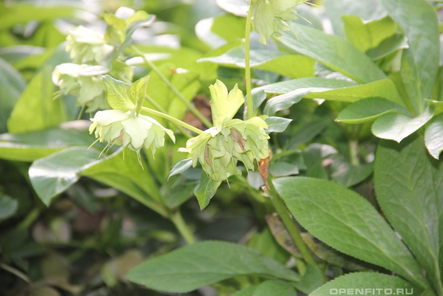 Морозник кавказский ГФ