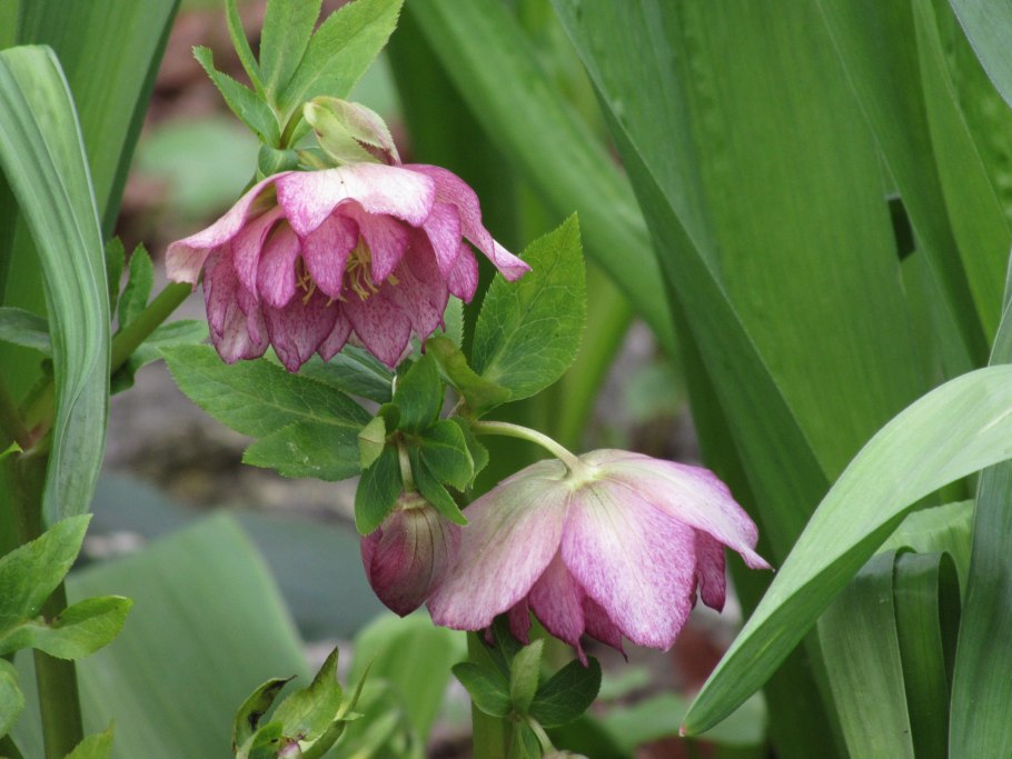 Морозник первоцвет